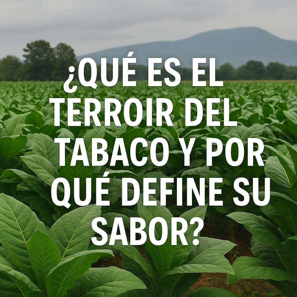 ¿Qué es el terroir del tabaco y por qué define su sabor?